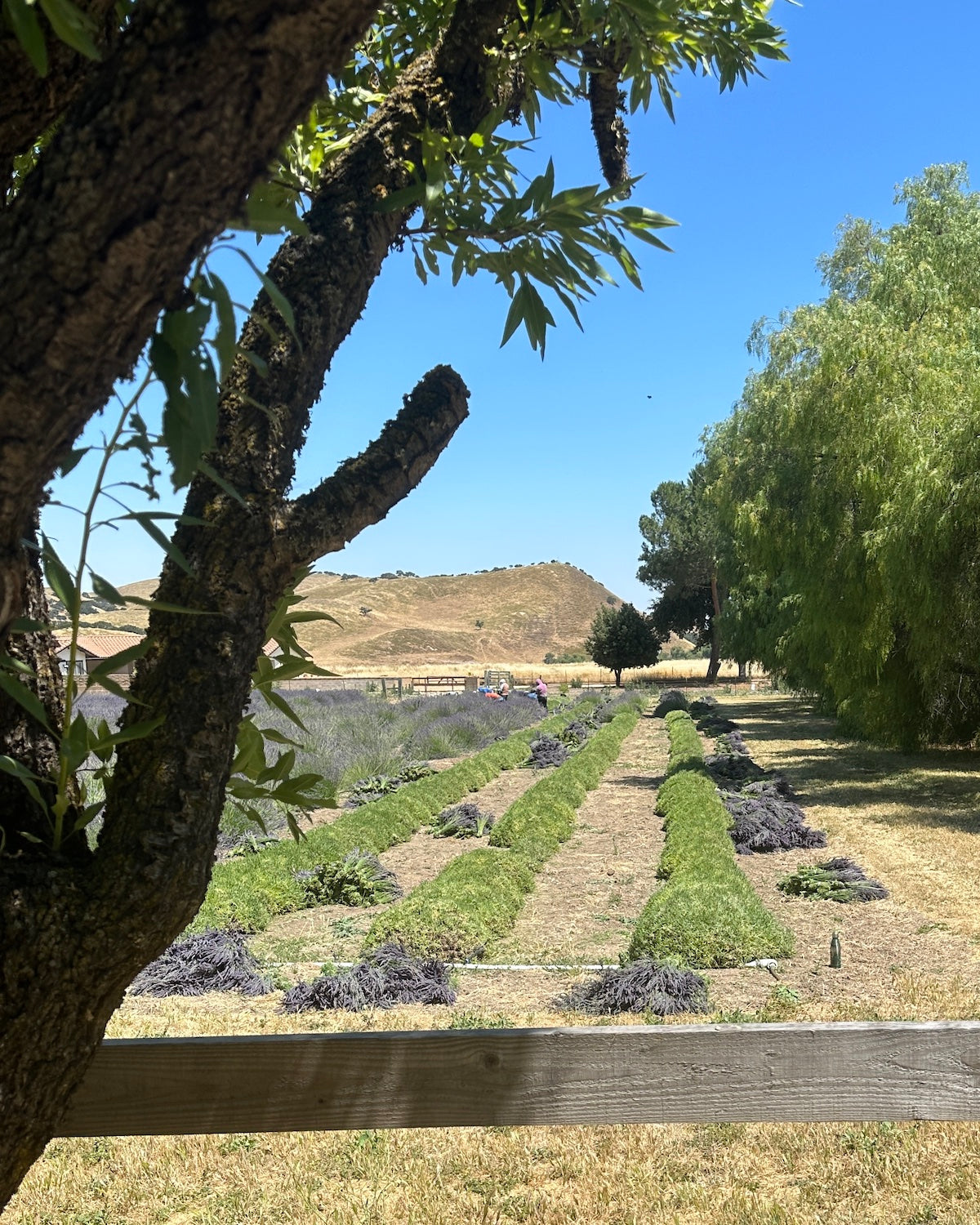 Lavender Harvest 2023