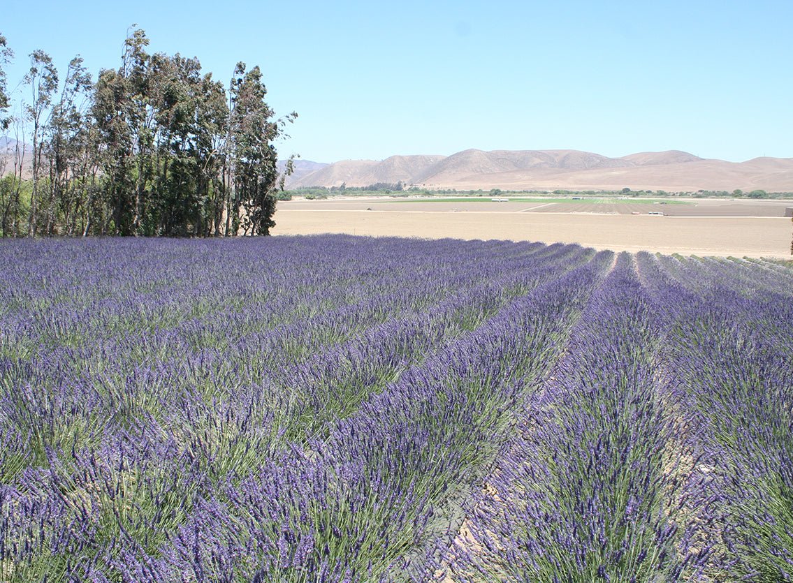 Before/After Lavender Harvest - Creekside Farms