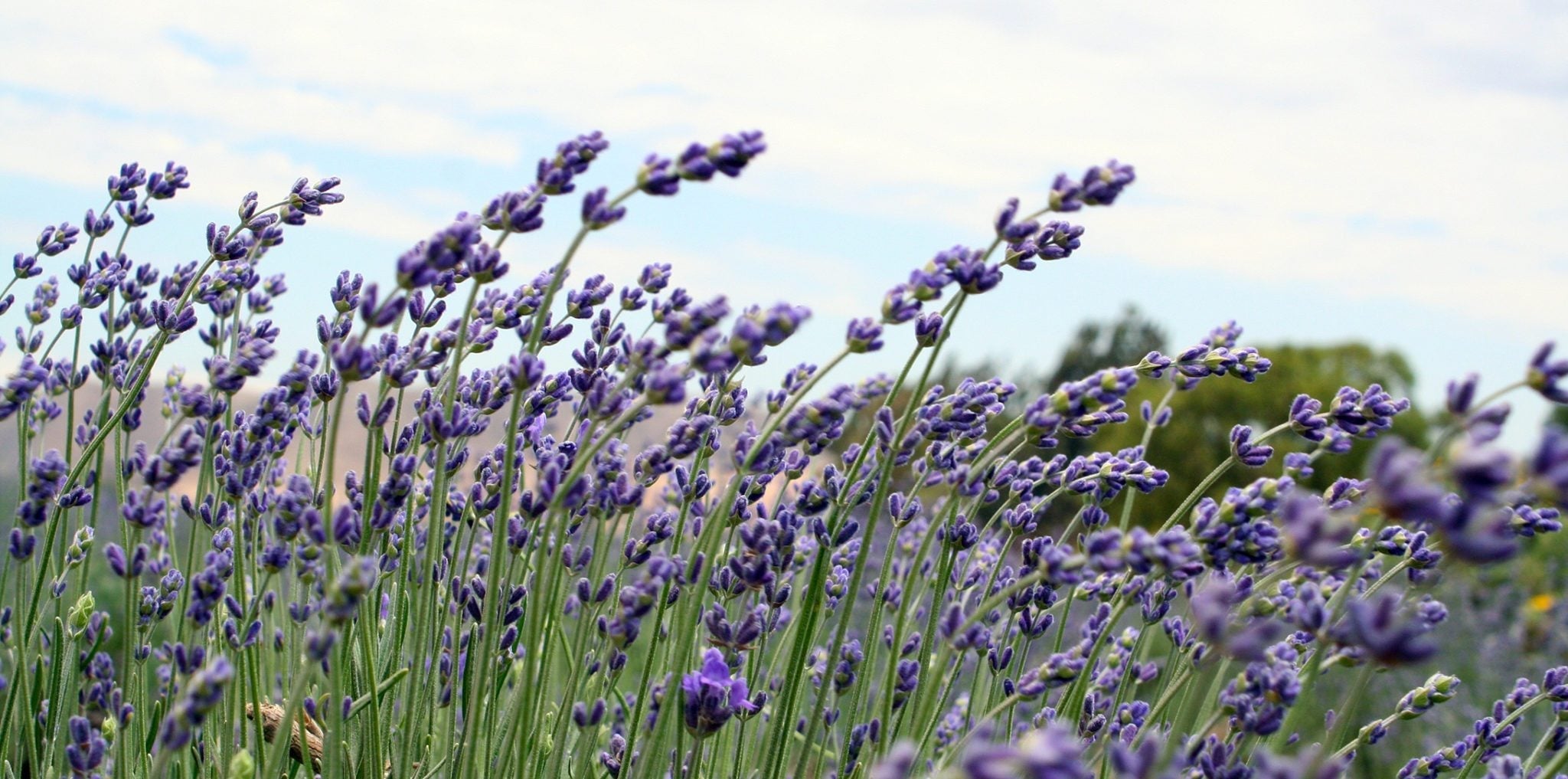 Blooming and Planting! - Creekside Farms