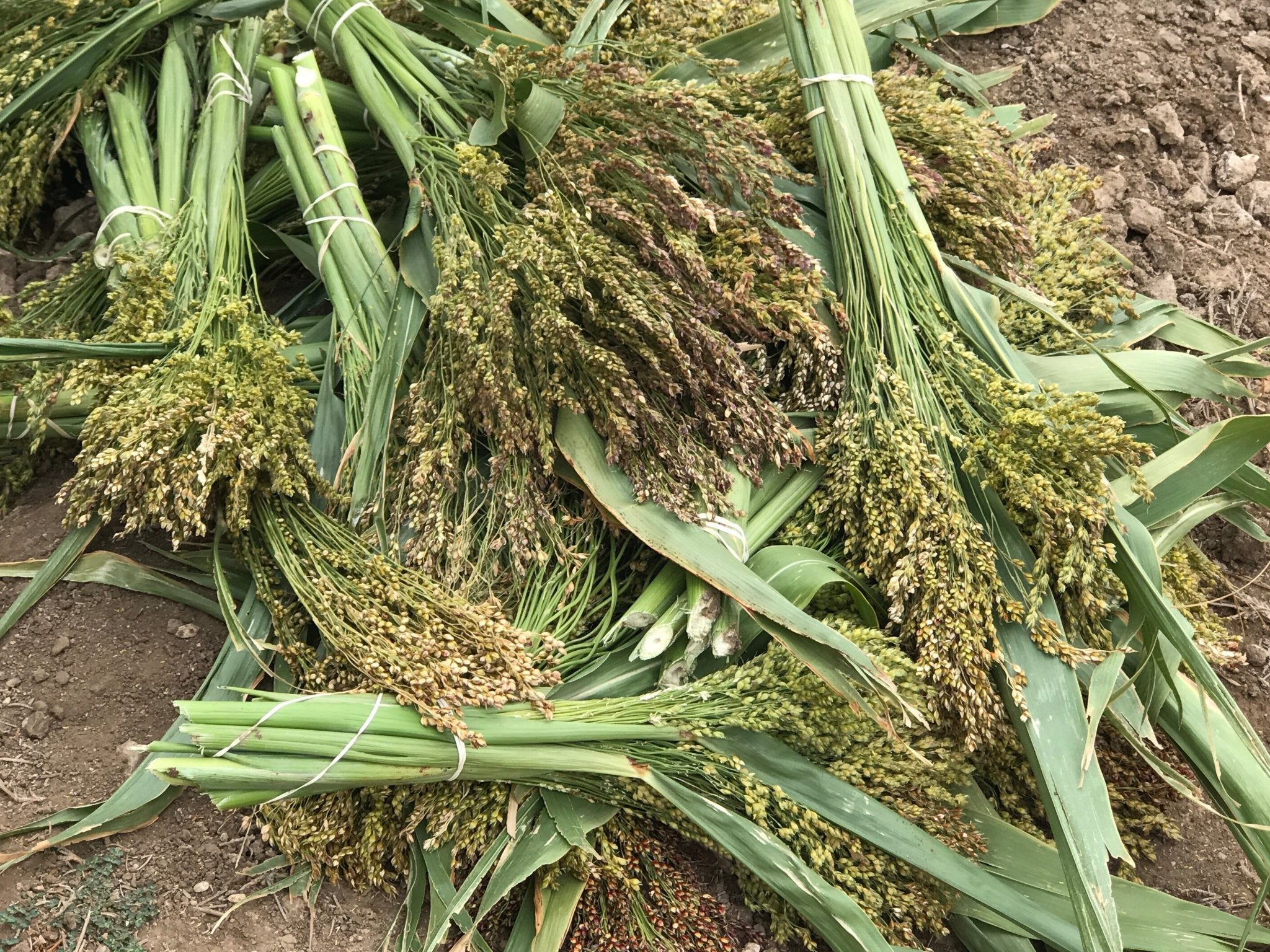 Broom Corn Harvest - Creekside Farms