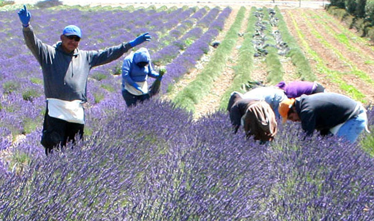 Lavender Harvest 2013 - Creekside Farms