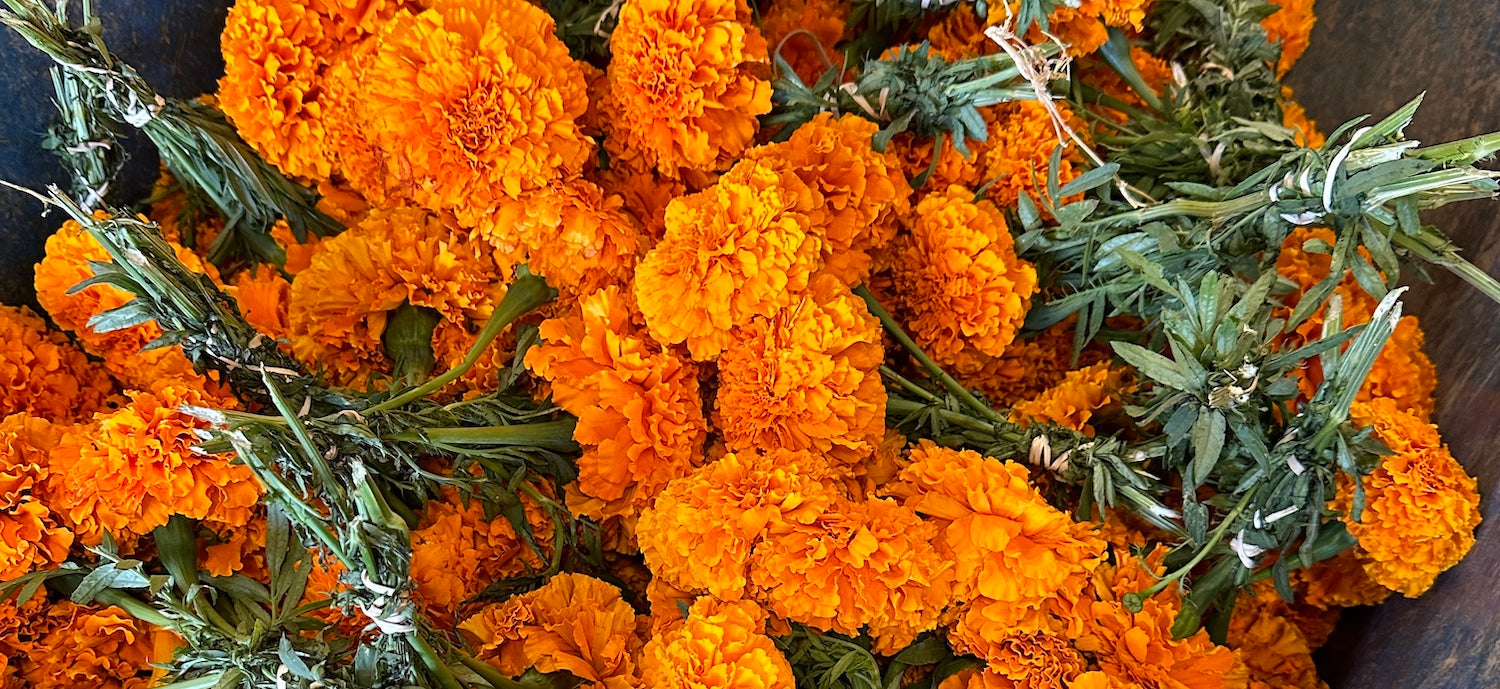 Bright orange marigolds freshly cut from our fields at Creekside Farms