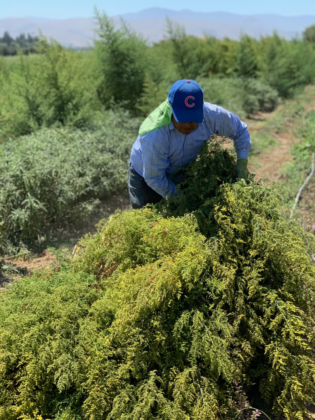 field worker gathering leaves