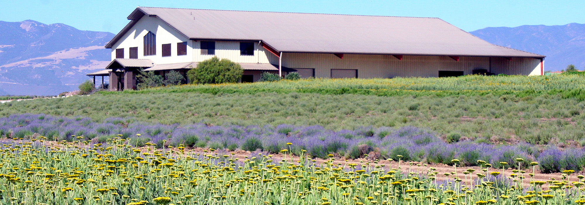 Fields of flowers with building in the background