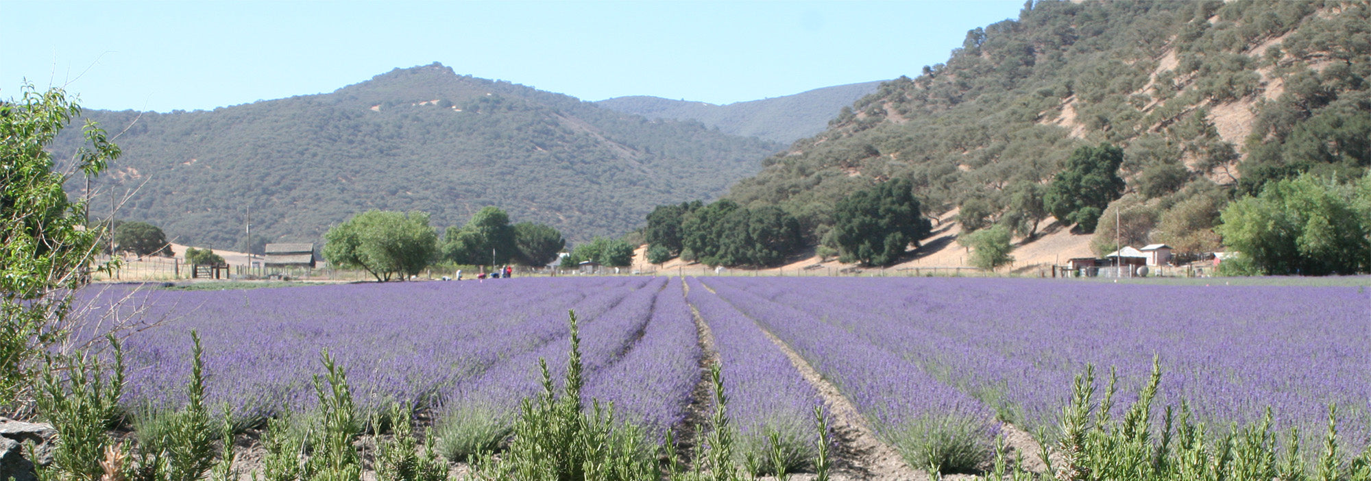 Field of lavender flowers