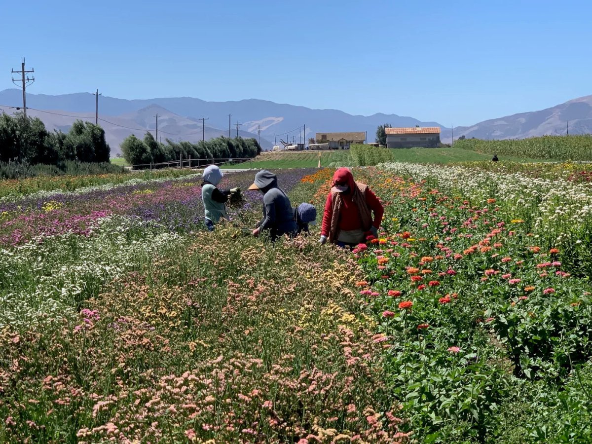 Field of flowers with workers