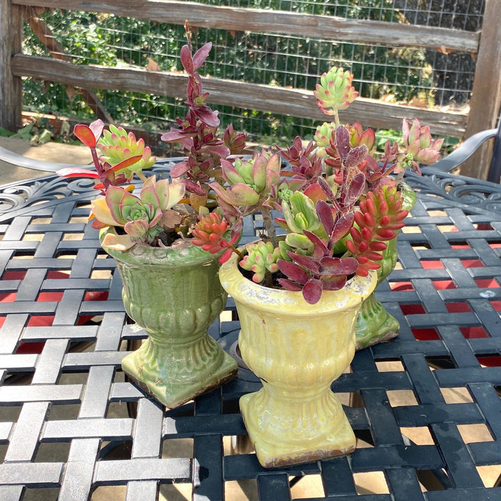 Ceramic Urns Pot Set - Creekside Farms Crackled glaze ceramic urn pots, succulents not included. Set of 3