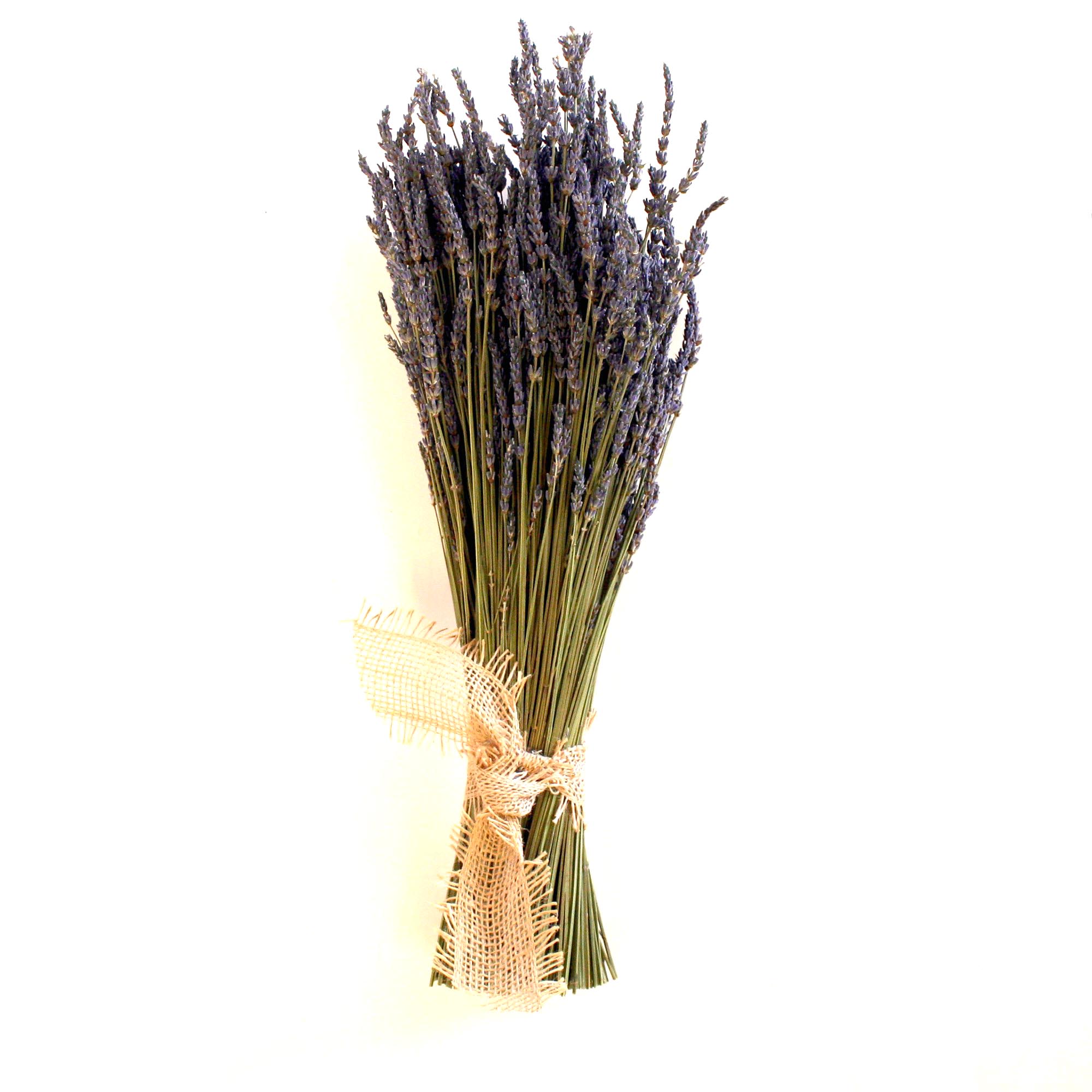 Dried Lavender Bundle - Lavandin